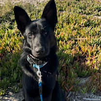 adopt-pet