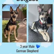 adopt-pet