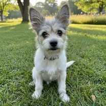 adopt-pet