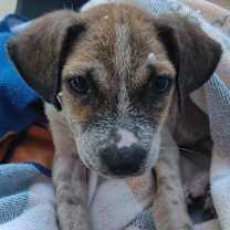adopt-pet