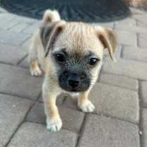 adopt-pet