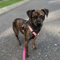 Thumbnail photo of Willow #3