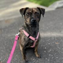 Thumbnail photo of Willow #4