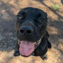 adopt-pet