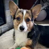 Thumbnail photo of Timmy #1