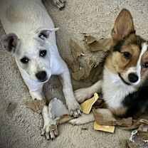 Thumbnail photo of Timmy #2