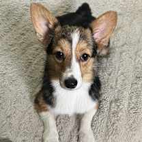 Thumbnail photo of Timmy #4