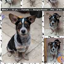 adopt-pet