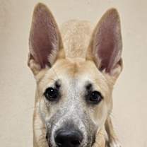 adopt-pet