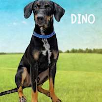 adopt-pet