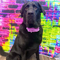 Thumbnail photo of Lily (bonded with Harper) #1