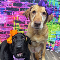 Thumbnail photo of Lily (bonded with Harper) #2