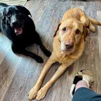 Thumbnail photo of Lily (bonded with Harper) #3