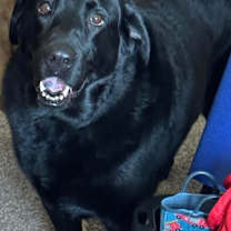 Thumbnail photo of Lily (bonded with Harper) #4