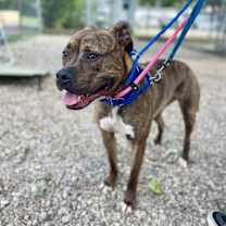 Thumbnail photo of Ruby Bristol #3