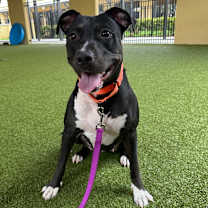 Thumbnail photo of Hillary #3