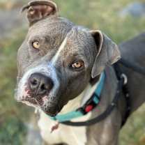 Thumbnail photo of Nacho #1