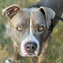 Thumbnail photo of Nacho #2