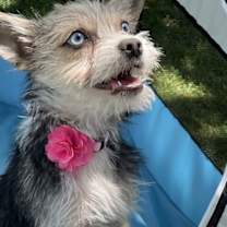 adopt-pet