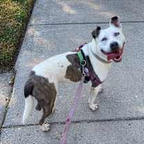 Thumbnail photo of Solspring #1