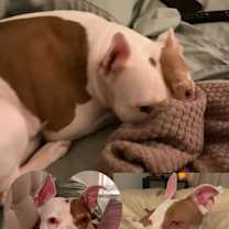 Thumbnail photo of Bella #1