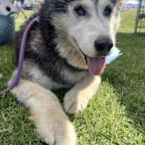 Thumbnail photo of Harley #1