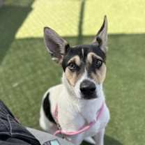 adopt-pet