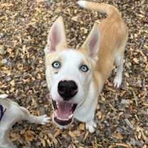 adopt-pet