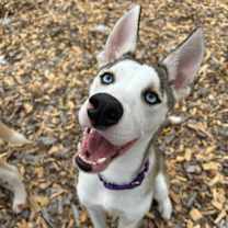 adopt-pet