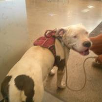 adopt-pet