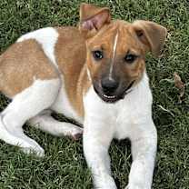 adopt-pet