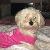 adopt-pet