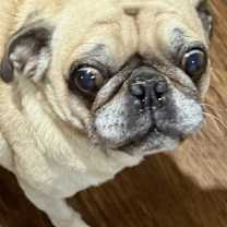 Thumbnail photo of Killua #3