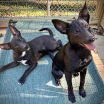 Thumbnail photo of Flopsy #2