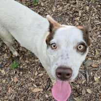 Thumbnail photo of Bandit FL #1