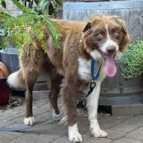 Thumbnail photo of Shuman #1