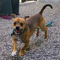 adopt-pet