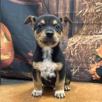 adopt-pet