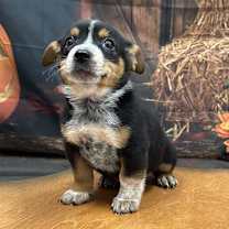 adopt-pet