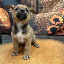 adopt-pet