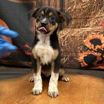 adopt-pet