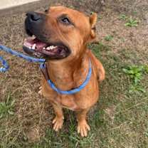 Thumbnail photo of Red Bull #2