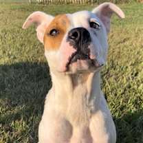 Thumbnail photo of ANNIE #1