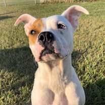 Thumbnail photo of ANNIE #2