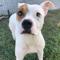 Thumbnail photo of ANNIE #3