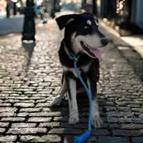 adopt-pet