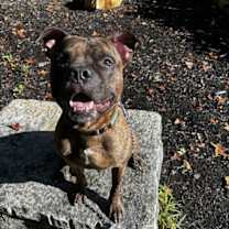 Thumbnail photo of Lucci #3