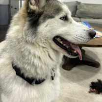 Thumbnail photo of Junior #2