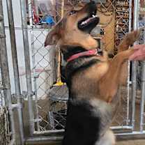 Thumbnail photo of Buttercup #2