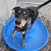 adopt-pet